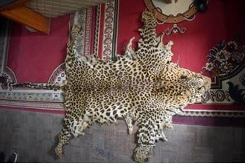 पाटेबाघको छालासहित ४ जना पक्राउ