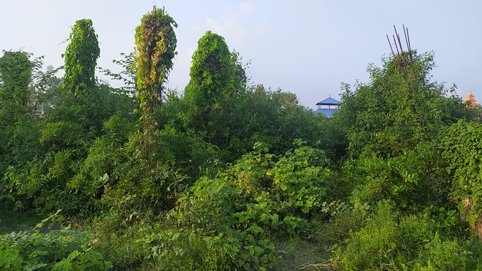 दुई पटक शिलान्यास गरिएकाे दलित छात्रावास निर्माण अन्याेलमा 