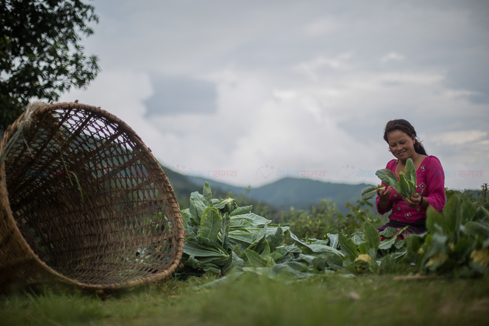 खाद्य दिवसमा किसानको चहलपहल (तस्बिरहरू)
