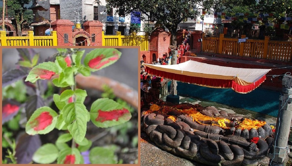 आज हरिबोधिनी एकादशी, यस्तो छ तुलसीको महिमा