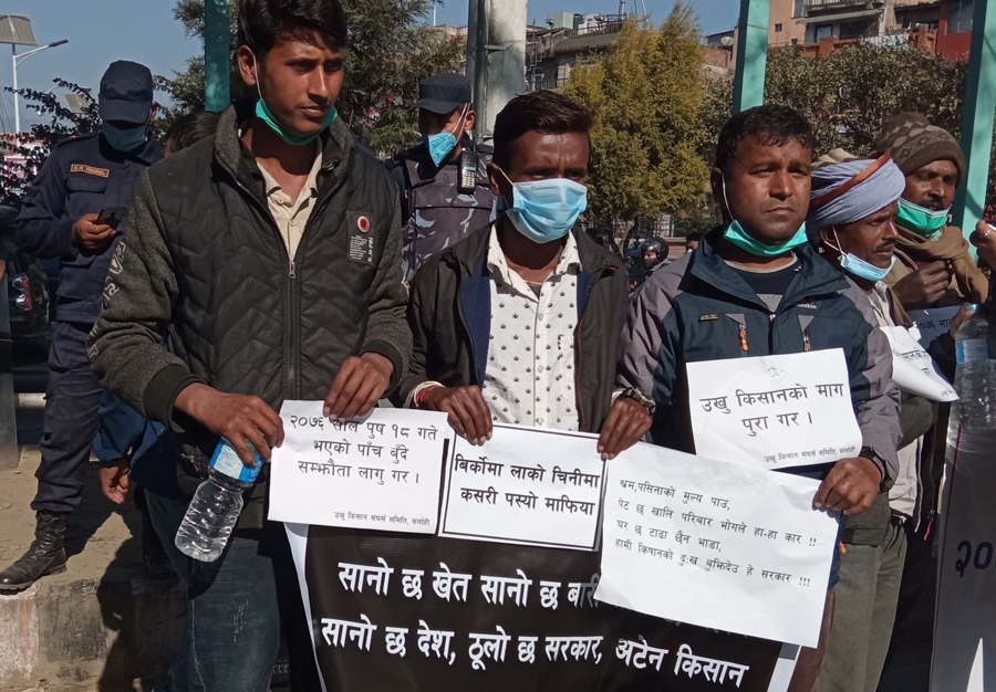 ओली सरकारले भुक्तानी नदिलाएपछि देउवा गुहार्न काठमाडौं आए उखु किसान