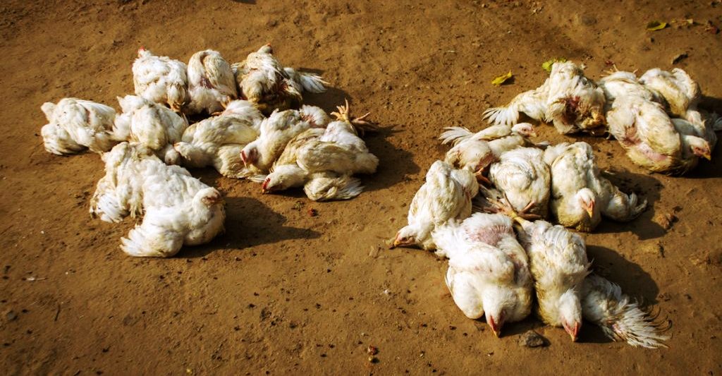 माेरङका ४ फार्ममा बर्डफ्लु, ४२ सयभन्दा बढी कुखुरा मरे