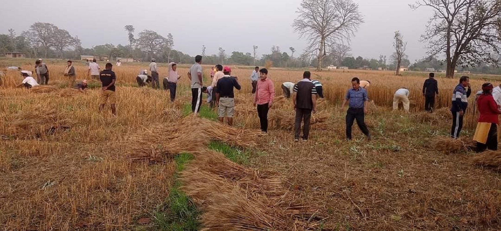 विप्लव नेकपा बैठक : चुनावका विषयमा 'चर्काचर्की' परेपछि गहुँ काट्न निस्किए नेता