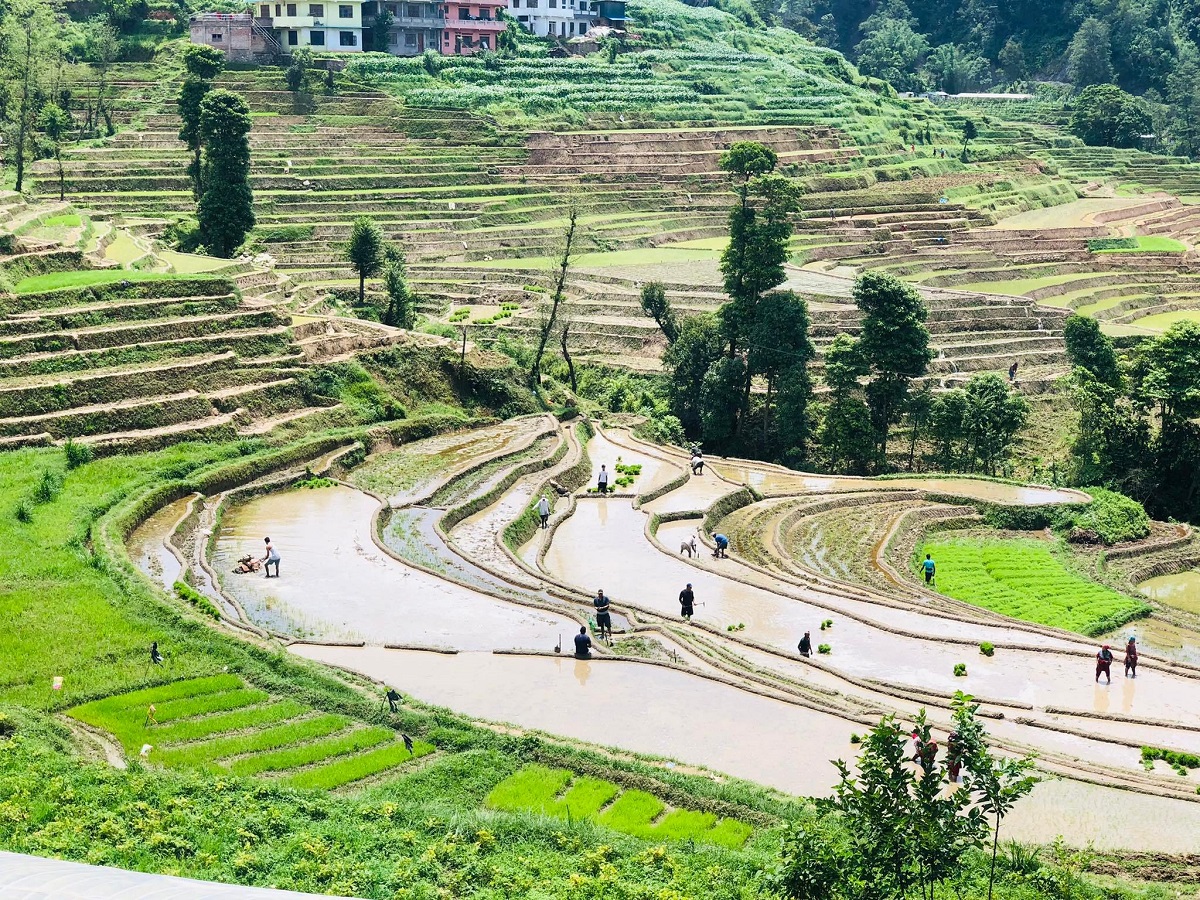 रोपाइँमा व्यस्त तारकेश्वर तीनपिप्लेका किसान [तस्बिरहरू]