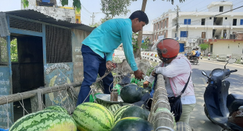 किसानलाई खरबुजा बिक्री गर्न भ्याइनभ्याइ, दैनिक आम्दानी कति?