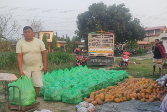 वडासदस्यको लोभलाग्दो मेवाखेतीः ६० टन बिक्री हुँदा १८ लाख आम्दानी