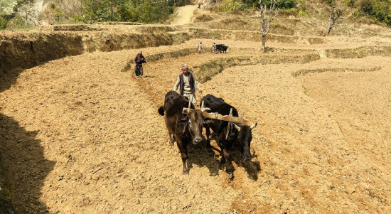 थाङपालमा बारी गोरु जोत्दै किसान