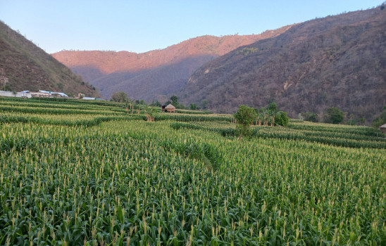 सिन्धुलीको च्याकुटारबेशी फाँटमा मकै खेती