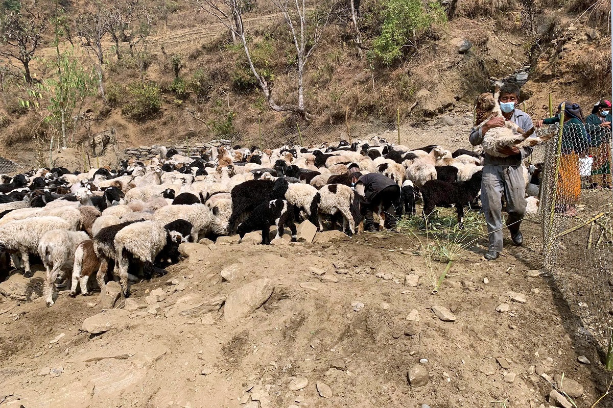 दारिमबोटस्थित घुम्ती भेंडीगोठमा रहेका भेंडाका बथान