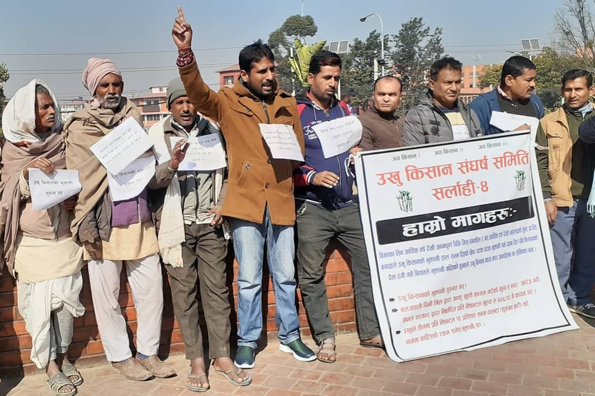उखु किसानको भुक्तानी : उद्योगीले दिएनन्, सरकारले दिलाएन