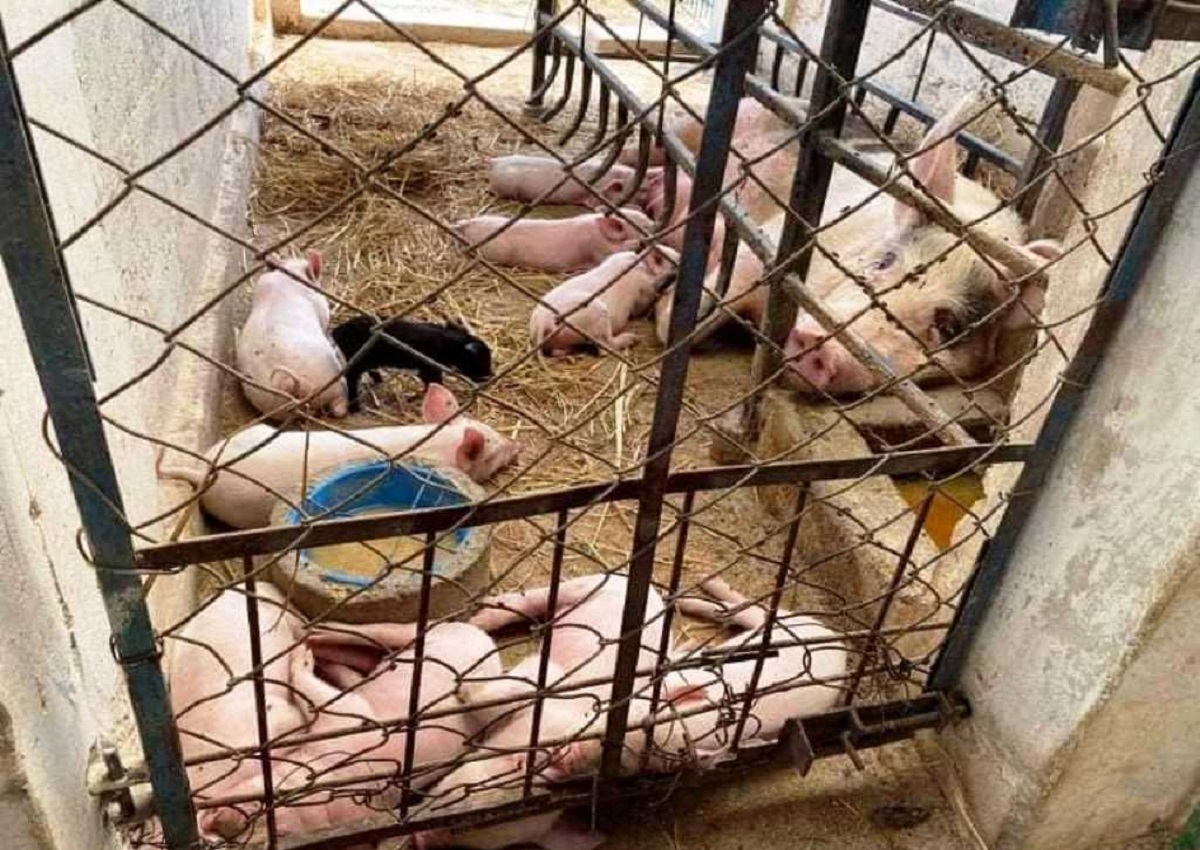 ‘अफ्रिकन स्वाइन फिभर’को संक्रमणले बंगुर मर्न थाले