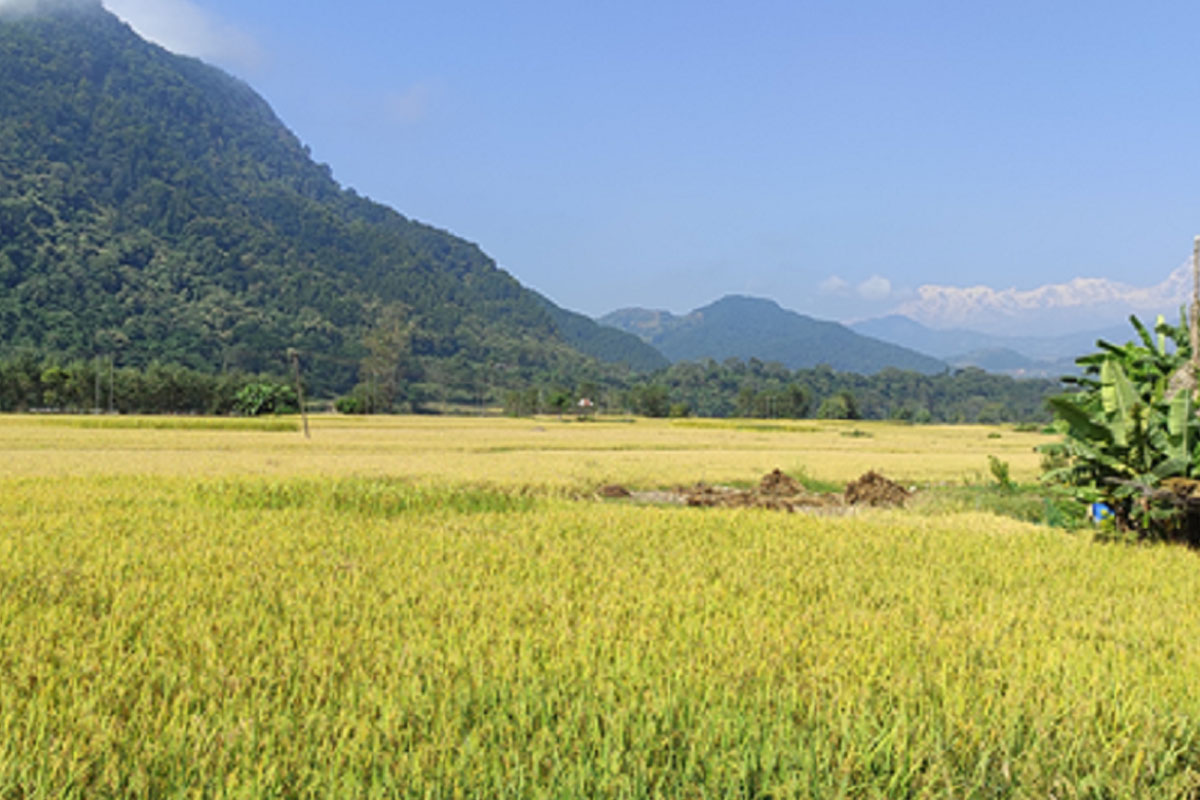 धान पकेट क्षेत्रकै बासिन्दा आयातीत चामलमा निर्भर