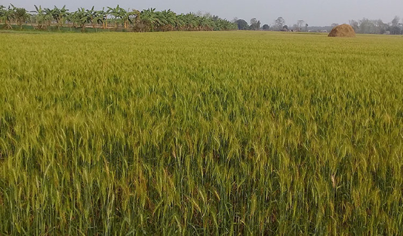 गहुँ सुक्न थालेपछि कृषक चिन्तित