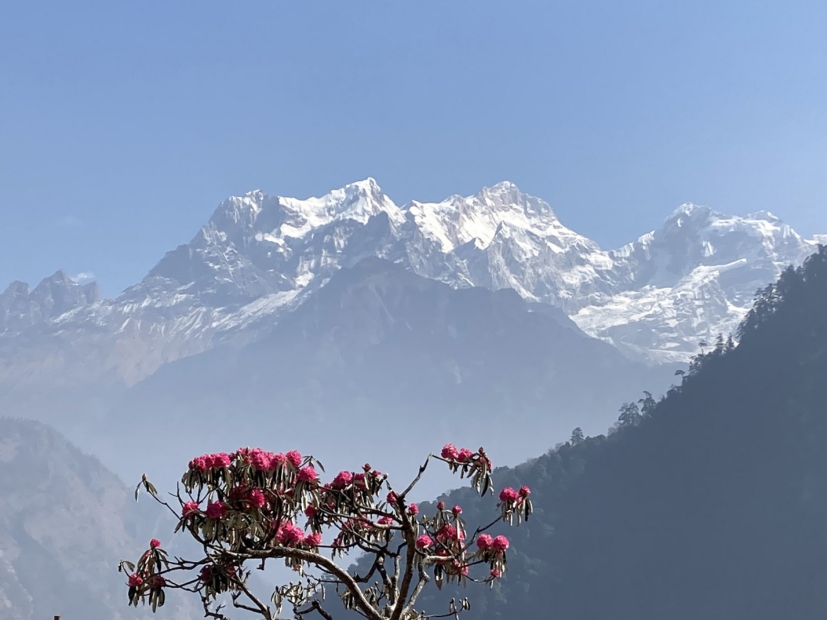 मनास्लु फेदीमा फुल्दै लालीगुराँस