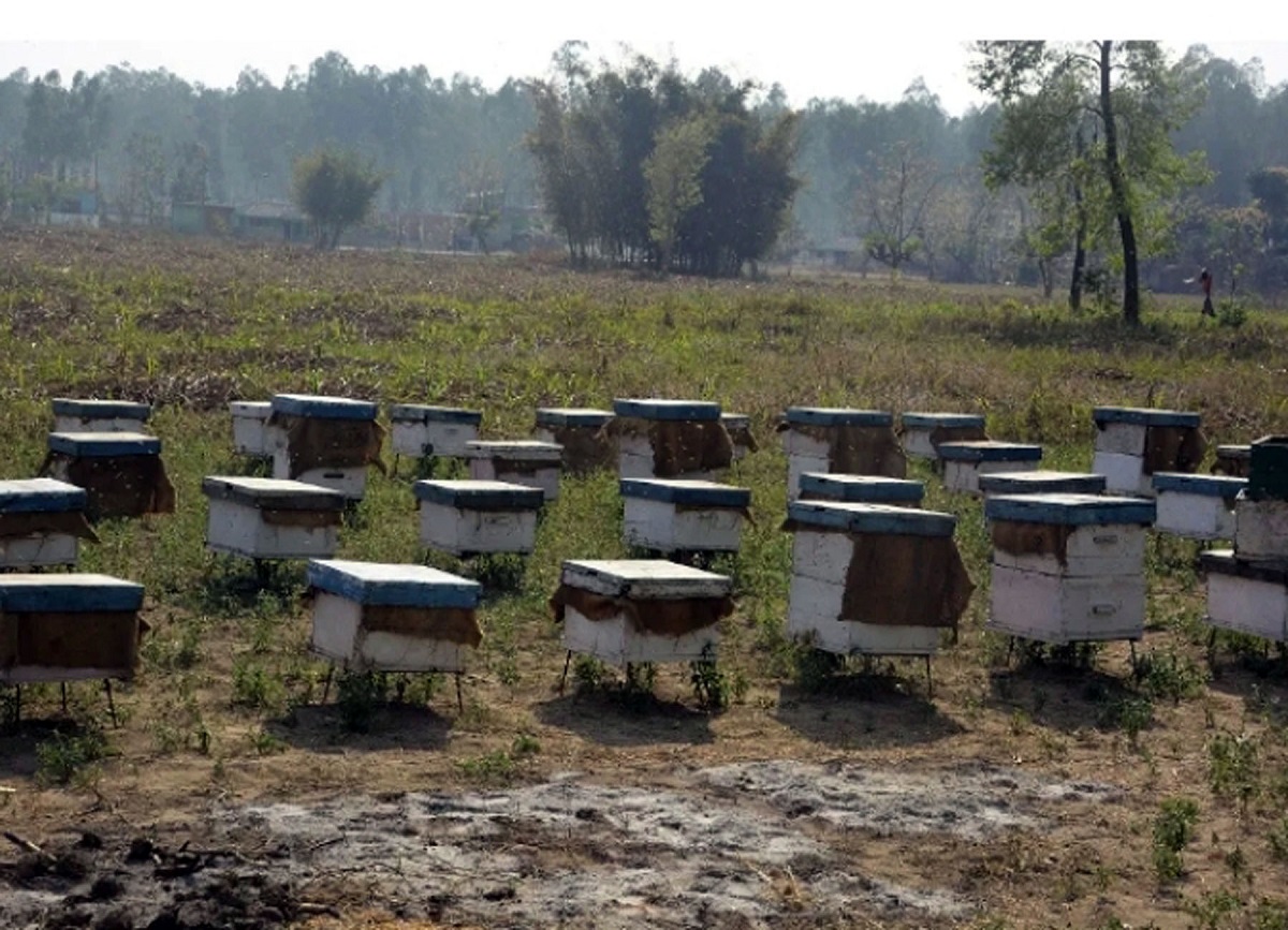 बर्दिबासमा जंगलको बीचमा राखिएका मौरी घारहरू