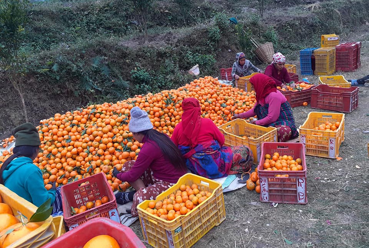 बागलुङमा २४ करोड बढीको सुन्तला उत्पादन